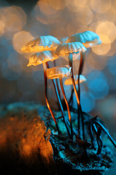 *Marasmius rotula* mushrooms on a tree trunk