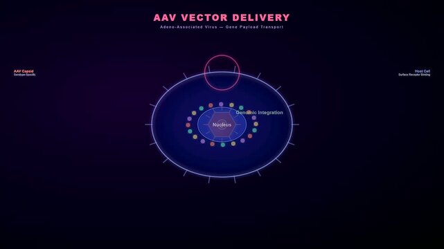 Scientific animation showing how CRISPR Gene Therapy uses aav vectors to transport a genetic payload into the host cell nucleus for precise genome integration