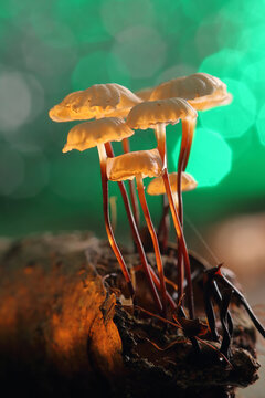 *Marasmius rotula* mushrooms on a tree trunk