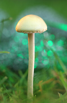 *Protostropharia semiglobata* mushroom amidst grass