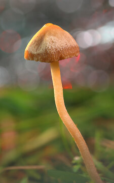 brown mushroom on the grass