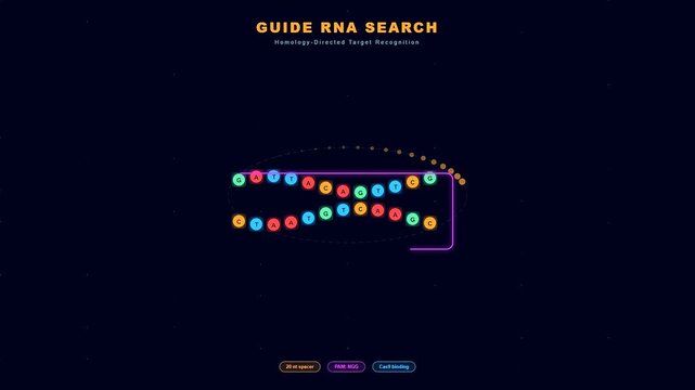 This detailed scientific animation illustrates how CRISPR Gene Therapy works by showing a molecular complex searching for and binding to a specific double helix DNA strand