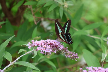 A blue swallowtail butterfly sipping nectar from a butterfly bush flower © Mt. Cape