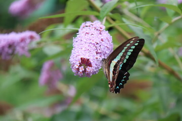 A blue swallowtail butterfly sipping nectar from a butterfly bush flower © Mt. Cape