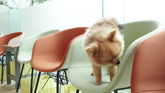 動物病院にいる可愛いポメラニアンの子犬の姿