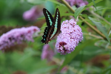 A blue swallowtail butterfly sipping nectar from a butterfly bush flower © Mt. Cape