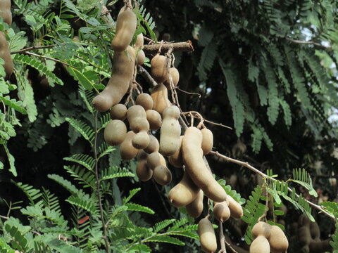 Frutas variadas