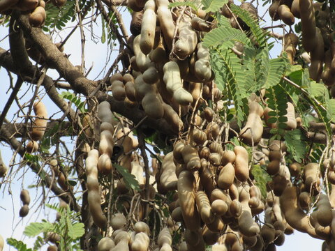 Frutas variadas
