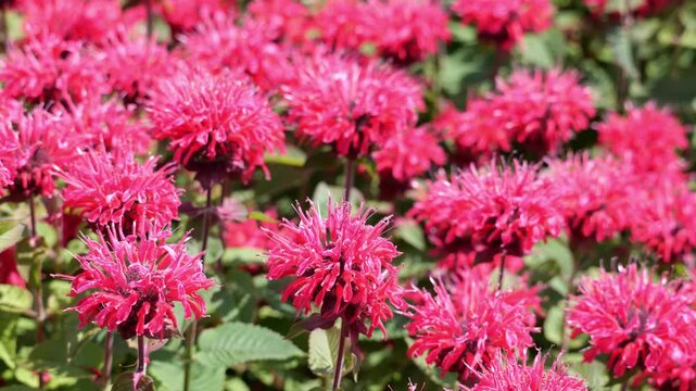 Vivid magenta bee balm flowers swaying in sunlight, close-up panning slow-motion view of dense Monarda blooms and green foliage creating a colorful summer pollinator-friendly garden background footage