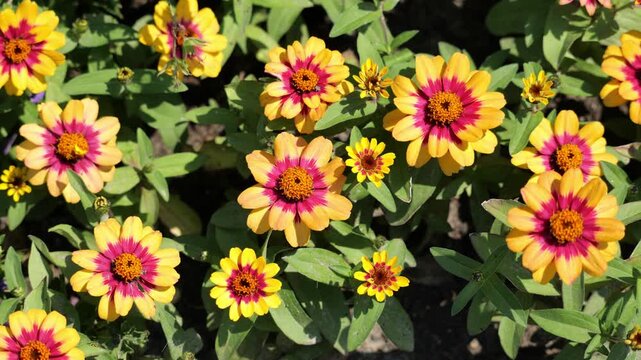 Dense flower bed of yellow and crimson bicolor zinnias under bright sunlight, overhead garden view filled with colorful blossoms, green foliage, buds and cheerful summer floral texture background