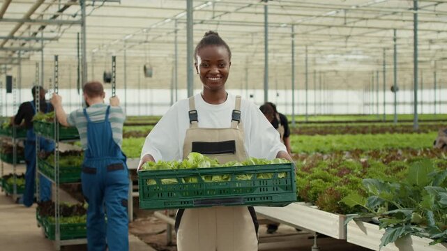 Smiling professional portrait of woman in greenhouse carrying a crate of fresh hand-picked lettuce, showing professional greenhouse work and organic farming for fresh produce supply.