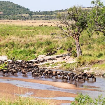 Wildebeest herd crossing river during great migration in Mara