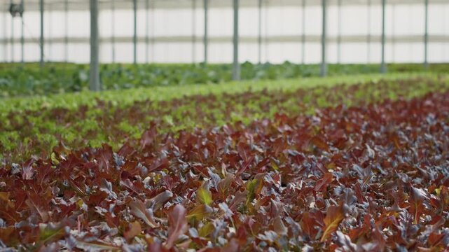 Empty hydroponic environment with organic food growing pesticide-free for delivery, including drip irrigation, control panels and organic lettuce rows in a commercial greenhouse facility.