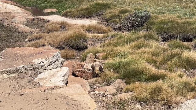 Yellow-Bellied Marmot Collecting Grass for Its Burrow in Tuolumne Meadows Yosemite National Park