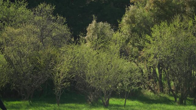 Man in a yellow puffer jacket walking through a path surrounded by dense, green trees in a natural forest setting.