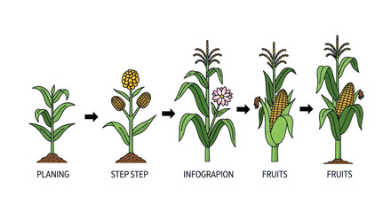 Growth stages of a corn plant from seedling to mature stalk © kirani