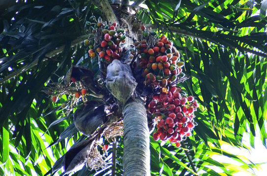 The foliage and ripe fruits of peach palm (Bactris gasipaes) in the forest.