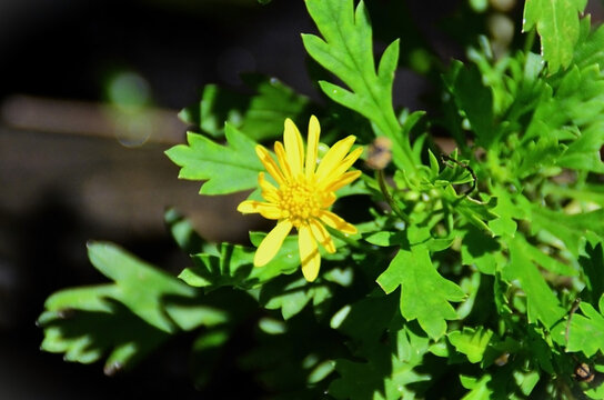 The yellow daisy (Euryops chrysanthemoides) in the backyard