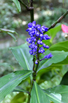 The Blue Ginger flower (Dichorisandra thyrsiflora) in the forest.