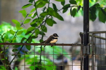 great tit on a branch26 © likbatonboot