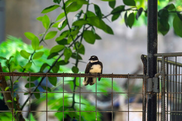 great tit on a branch19 © likbatonboot