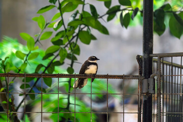 great tit on a branch14 © likbatonboot