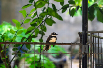 great tit on a branch12 © likbatonboot