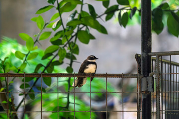 great tit on a branch11 © likbatonboot