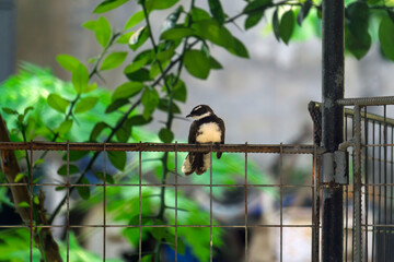 great tit parus major7 © likbatonboot