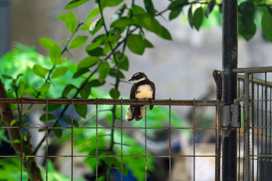 great tit parus major7