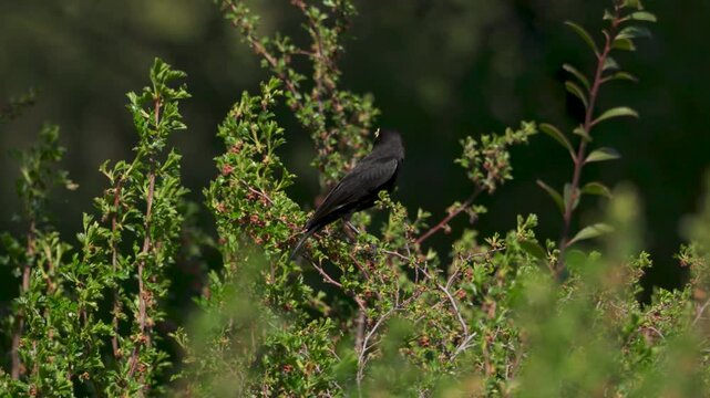 Black spectacled tyrant bird perched on a branch in lush foliage, highlighting its characteristic yellow eye ring and beak in a natural environment.