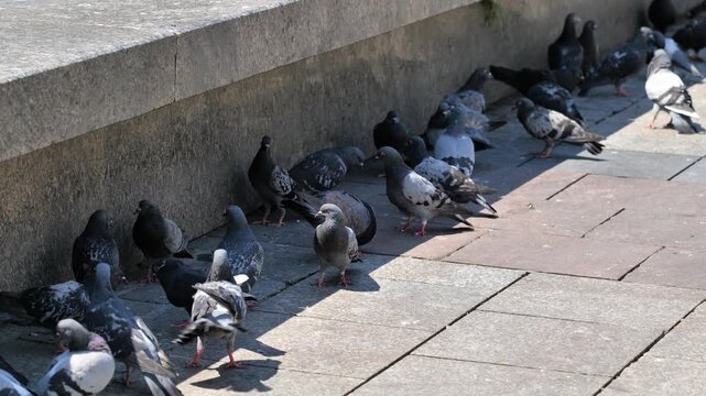 Flock of urban pigeons crowding into shade beside a stone wall during harsh summer sunlight, city birds seeking relief from heat, dangerous temperatures, heatwave and climate change concept, no people