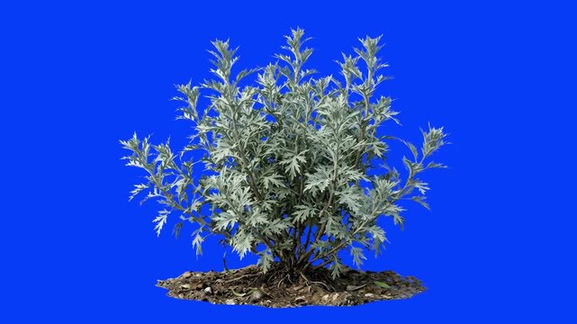 A lush, green wild perennial shrub resembling a dense sagebrush or mugwort bush growing from natural soil, isolated on a solid blue chroma key backdrop. Great for landscaping visual effects, botanical