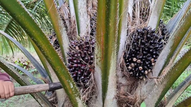 An agricultural laborer uses a long-handled chisel sickle tool to cut down a ripe fresh fruit bunch from a low-height oil palm tree.