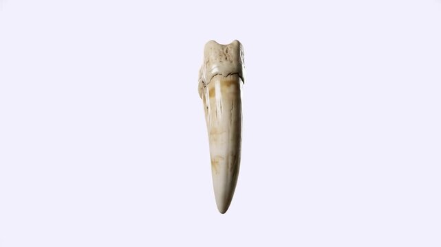 A detailed prehistoric animal tooth or fossilized fang floating vertically against a clean light backdrop. Ideal for paleontology documentaries, archaeology presentations, and natural history museum g