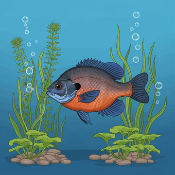 Vector illustration of a bluegill sunfish swimming in a freshwater ecosystem with green aquatic plants, riverbed rocks, and rising oxygen bubbles against a blue background.