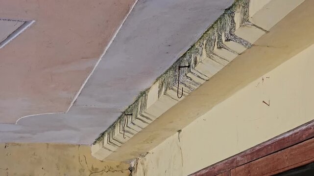 A close-up view of a deteriorating ceiling beam and wall corner with peeling paint and green moss growing on the plaster surface