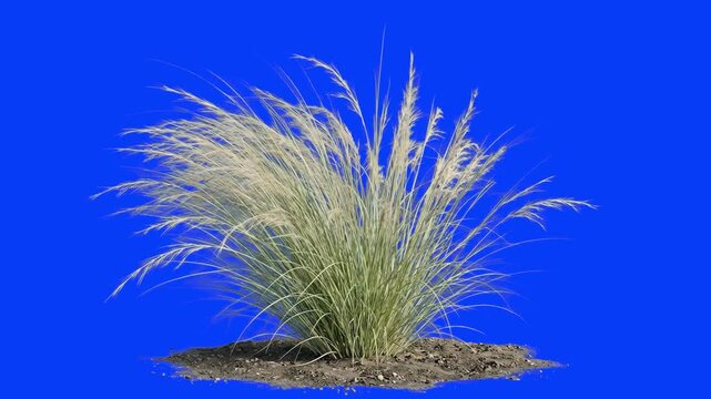 A patch of realistic 3D animated tall ornamental feather grass sways gently. This wild grass asset is isolated on a chroma key blue screen.
