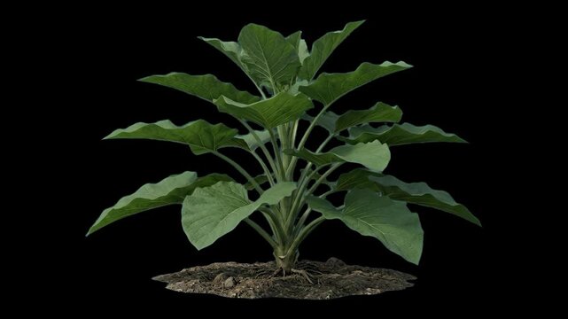 A realistic 3D animated green leafy plant grows out of a small patch of soil. This botany asset is isolated on a solid black background.