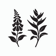 Tropical heliconia and foxglove flower silhouette vector set. © Soraia Akter