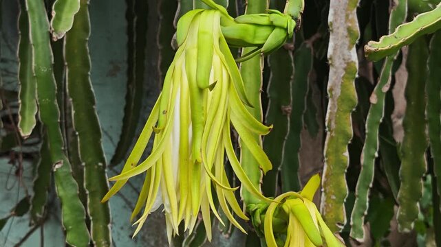 Dragon fruit flowers in the garden.