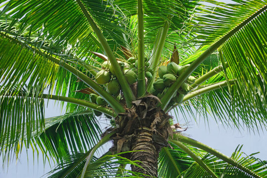 young coconuts on coconut tree