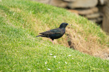Fototapeta premium Common starling (Sturnus vulgaris) with a worm, in the grass at Skara Brae, in the Orkney Islands