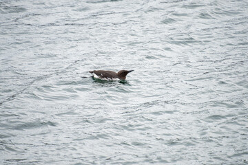 Fototapeta premium Common guillemot (Uria aalge) swimming in the harbor in Kirkwall, Orkney Islands