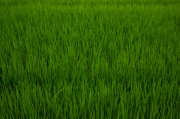 Obraz premium Full frame shot of blade of grass in paddy field.