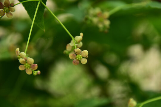 小さいツリバナの花