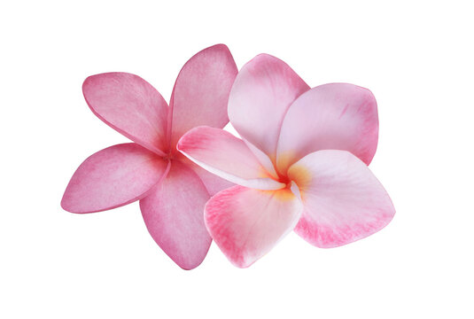 Plumeria or Frangipani or Temple tree flower. Close up pink-yellow frangipani flowers bouquet isolated on transparent background.	