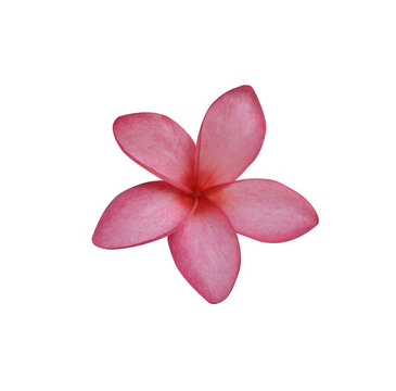 Plumeria or Frangipani or Temple tree flower. Close up pink-yellow frangipani flowers bouquet isolated on transparent background.	