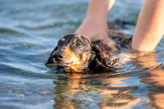 Black and tan dachshund dog swimming in shimmering sea water beside owner legs supervising it for safe bathing in warm evening light, summer pet vacation.