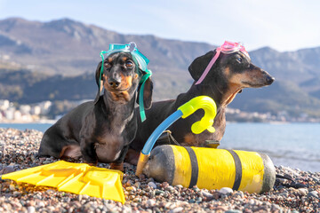 Two black and tan dachshund dogs in colorful snorkel masks lying on a pebble beach beside yellow flippers and a diving tank, awaiting fun snorkeling on summer seaside vacation. © Masarik